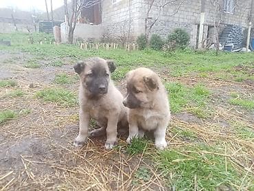 ucuz toyuq satisi: Qurd basar balalaridirqanlı küçiylerdirŞekilde gördüynüz itlərin — 1
