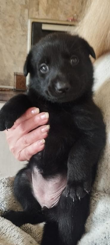 cins xoruz: 1 ay, Dişi, Pulsuz çatdırılma — 5