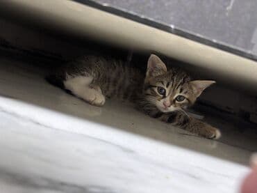 Ножи: Шотландская, Самка, В добрые руки, Самовывоз, Платная доставка — 2