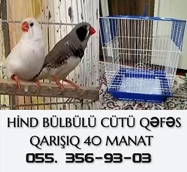 Попугаи: Tutuquşu hazır bala verən amadinlər CÜTÜ QƏFƏS QARIŞIQ 40 MANAT ÜNVAN — 1