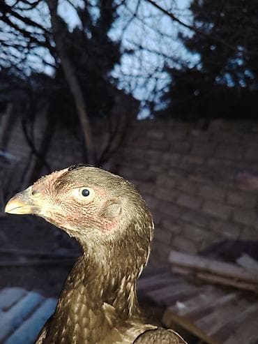 Другие с/х животные: Куриные цыплята, Для разведения — 7