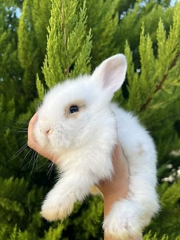 cat tanışlıq: Holland Lop balası satılır. ✅ 1 aylıqdır ✅ Safqan Holland Lop ✅ Tam — 2