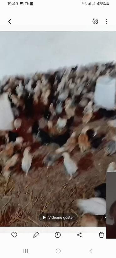 ayam cemani yumurta: Toyuq cücələri, Ətlik — 1