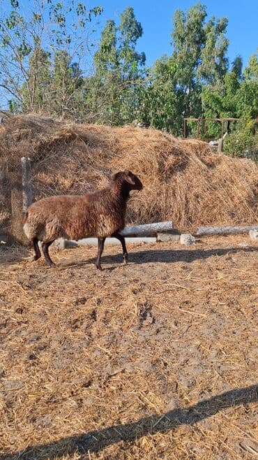 qurbanlıq qoyun: Erkək, Qala, il: 1, 110 kq, Damazlıq, Ünvandan götürmə — 1