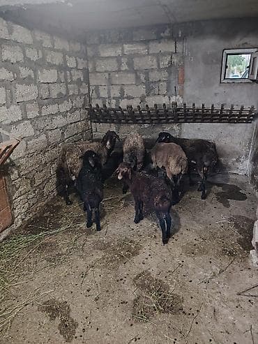 balalı qoyun: Dişi, Qala, il: 1, 55 kq, Damazlıq, Ünvandan götürmə — 7