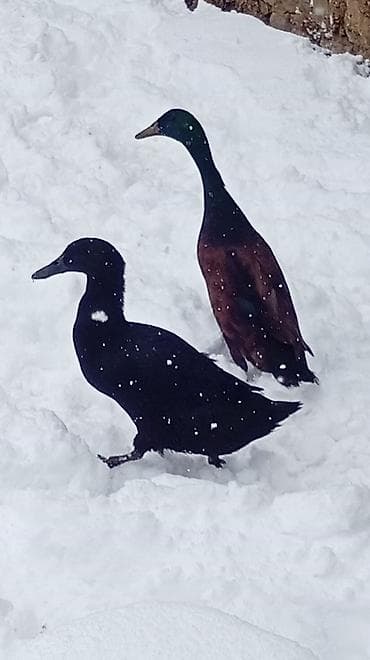 ana ari satisi: Putun növ heyvanların satışı var size ne cür heyvan lazimdasa bize — 4