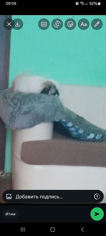 quru cörek: Pekines, 10 ay, Peyvəndli — 1