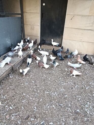 cins ineklerin qiymeti: Qiymət 10₼ başlayır hər qiymətə var — 4