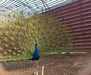 tap az qoyunlar: Məhsul: Tovuzquşu (erkək) Təsvir: - Parlaq mavi boyun və döş, geniş — 3
