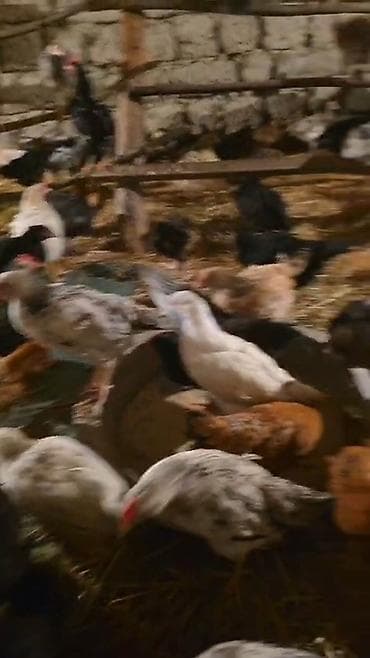 kreditle heyvan satisi: 50gunuy kənt colpaları var satıq xacmazda vasapa yaz 0554626380 — 3