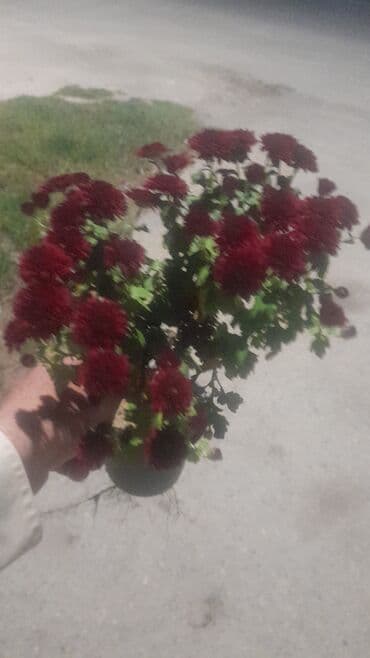 gul ekmek ucun torpaq: Xirizantema 1 ededi 0.50 qepik — 2