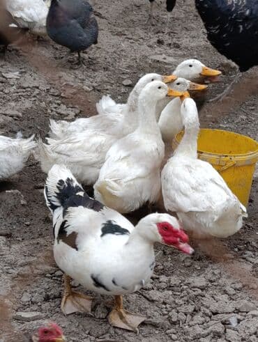 клетки для кур несушек купить в бишкеке: Kuban ördəkləri say 450 ədəddir. Əlaqə üçün vatsapa yazın. Təmiz əti — 4