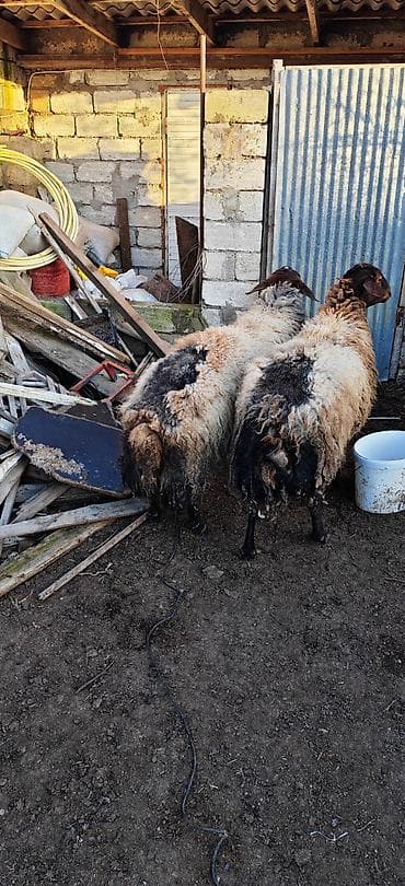 qoyun yunu: 2 baş qoyun – ətlik və damazlıq üçün qala cinsdir - Cins: ehtimalən — 3