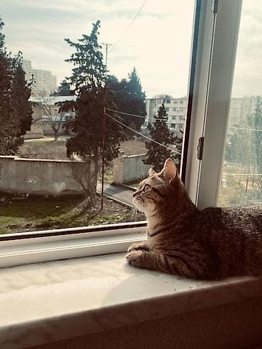 baki heyvan satisi: Britan, Dişi, Yaxşı əllərə, Pulsuz çatdırılma — 1