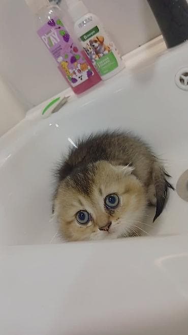 şotland pişikləri: Şotland — 1