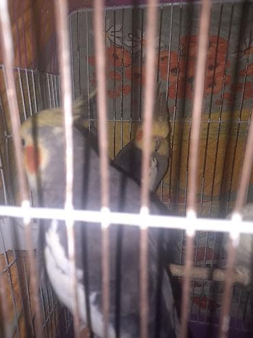 tutu kuşu: Yaxşı qyşlardi mahnı oxuyurlar hazır erkeklerdi cüt halındada vere — 7