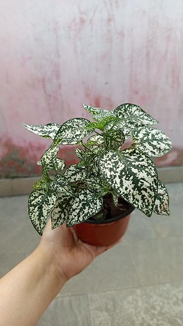 nokia yarpaq: Polka Dot Plant (Hypoestes phyllostachya) – ağ-yaşıl xallı dekorativ — 1