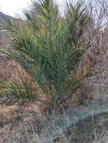 tinglər: Xurma palmaları – dekorativ və meyvəlik ting - Bitki növü: Xurma — 3