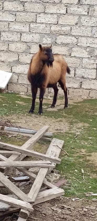 Грызуны: Qoyun/keçi üçün erkək teke - Cins: yerli (qəhvəyi-sarı tüklü — 3