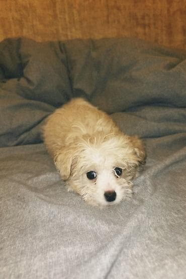 bakida it barinagi: Malta bolonka, 3 ay, Dişi — 2