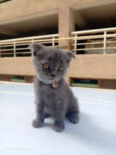 вислоухие коты серые: Шотландская, Самец — 2