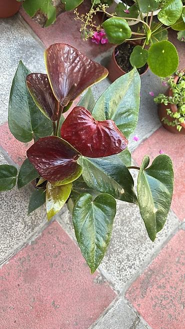 bitki: Anthurium 15-25azn.
Ünvan Şamaxinka — 3