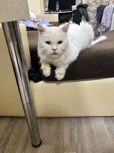 erkək pişik: Satılır — 1