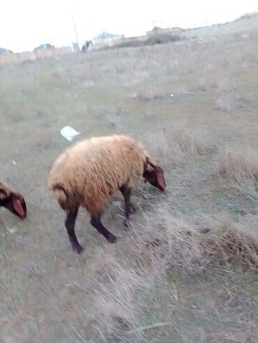 где купить собаку в баку: Dişi Quzu satılır istəyən olsa yazsın video sun atım baxın real — 7