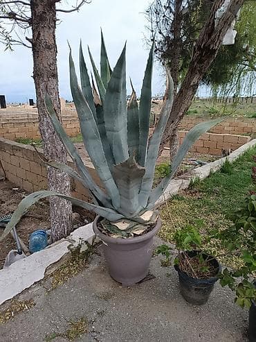 mal dili bitkisinin faydaları: Yasəmən ağacları dioçəkdə satılır biri 15₼. Kaktus formasında olan — 4