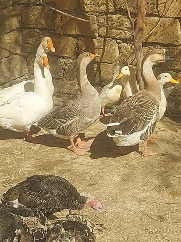 хаски цена в баку: Курица, Для мяса, Самовывоз — 4