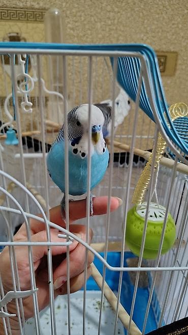 tovuz qusu satilir: Sağlam quşlardır. istəyən yoxlada bilər. ele orgesib. baxa bilmirəm — 1