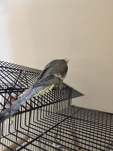 papuqay quş: AĞCABƏDİ RAYONU ÖZ YETİŞDİRDİYİMİZ BALALAR . ƏLƏ ÖYRƏŞMİŞ DİŞLƏMİRLƏR — 9