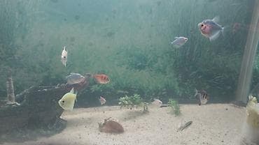 Akvaryum.baliglari satilir