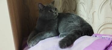 pişik cinsləri: Şotland, Erkək — 2