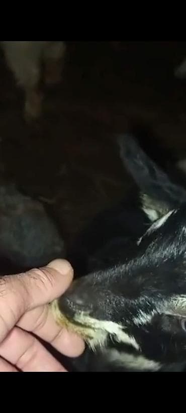 Зоотовары: 20 eded cepis 70 manatdan ünvan Qazax. əlaqə zəng və ya vatsap - — 3