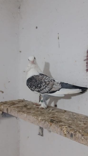 pavlin goyercin: Hazır cüt hunkariler cütü 50manat. tek satılmır.barter mümkün yaxşi — 6
