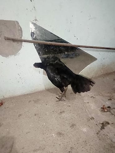 Кошки: Salam bu heyvanlarim yumurtaları satılır temiz qan heyvandilar isdeyen — 3