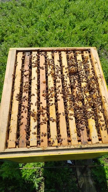 Dadan ari yesikleri satilir arilarin her biri sekilde gördüyüvuz