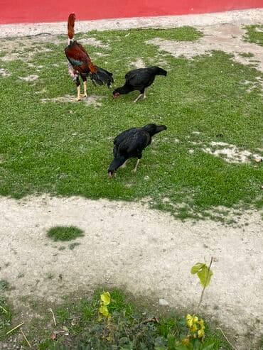 Inəklər, öküzlər: Gördüyünüz heyvanların mayalı yumurtaları satılır təmiz qan sosyet — 2