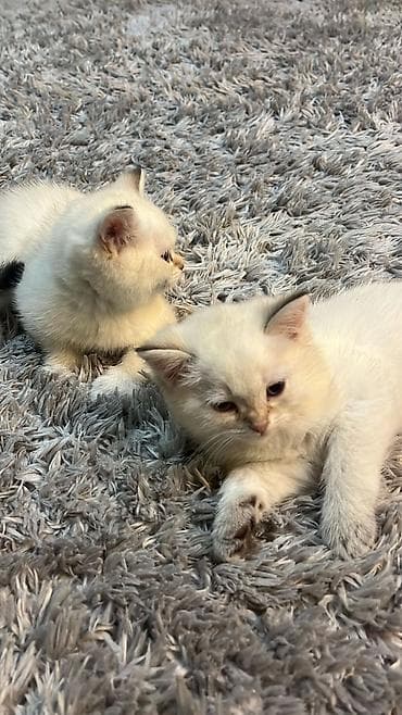 cins toyuqlar: Britan — 4