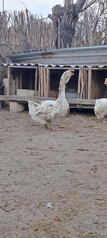 Xalmaqor qazları satılır erkək dişi dişi təzə durub kürtdən balalarını