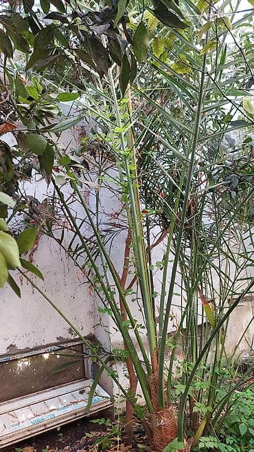 agac satiram: Xurma palmı – dekorativ bağ bitkisi - Növ: Xurma palmı (Phoenix spp.) — 1