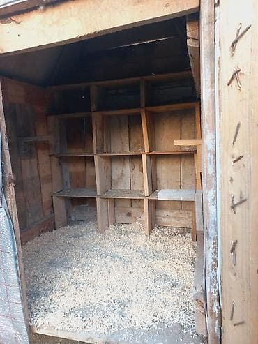 it alqi satqisi: Salam teze yiglib istiyen olsa unvan bine savxoz — 3