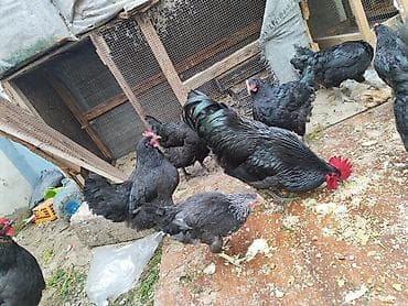 toyuq evi: SALAM.Avstorolop cuceleri satılır 3 ayligdilar .0558095657whatsappi — 1