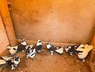 Göyərçinlər: Tecili satilir yer olmadigi ucun hamisi damazliq quwlardi goz — 8