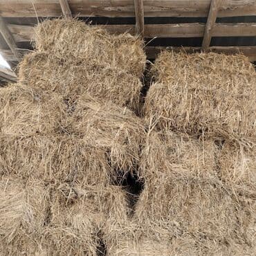 itler ucun bit dermani: Ot (press) 3.50dən 200 tay var — 1