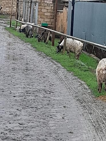 dişi keci: Salam yerli keci 2 qarindan 4 qarina kimi var 20 ana 20 bala onun14 — 2