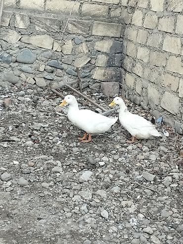 Gəmiricilər: Dişi, Damazlıq, Ünvandan götürmə — 5