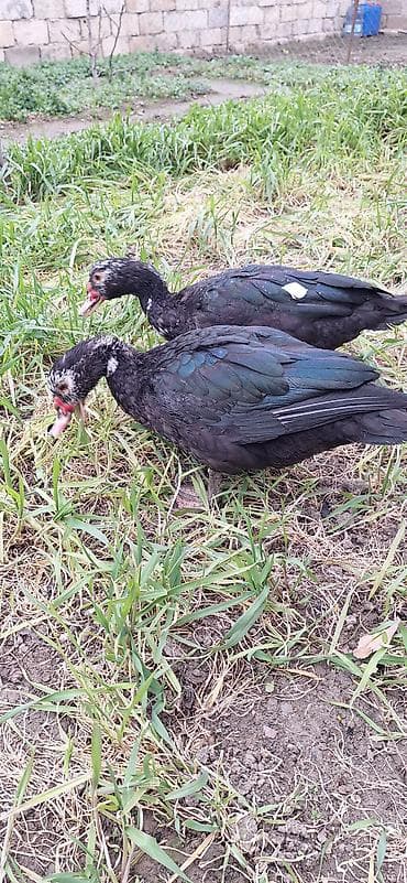 yuxuda ördek balası görmek: Lal ördekler xoruzlar 35 fere 30 manat — 4