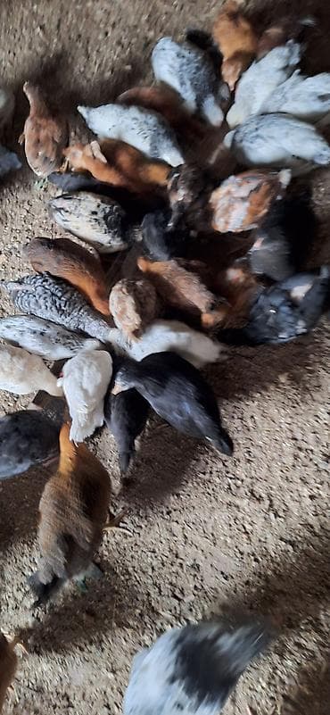 yumurtayan toyuqlar: Toyuq cücələri, Damazlıq — 8